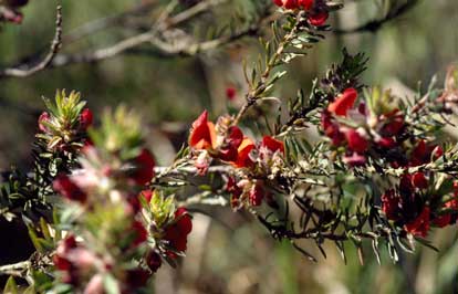 APII jpeg image of Pultenaea tuberculata  © contact APII