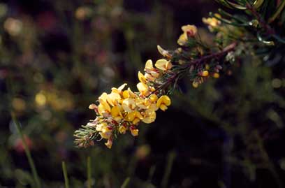 APII jpeg image of Pultenaea viscidula  © contact APII