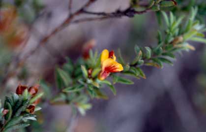 APII jpeg image of Pultenaea vrolandii  © contact APII