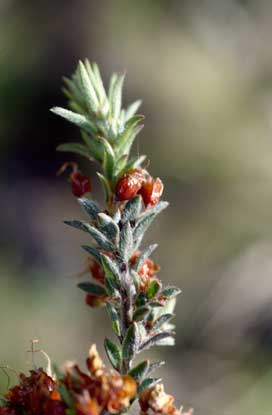 APII jpeg image of Pultenaea vrolandii  © contact APII