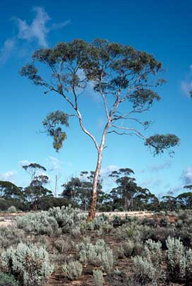 APII jpeg image of Eucalyptus optima  © contact APII