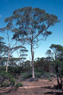 APII jpeg image of Eucalyptus optima  © contact APII