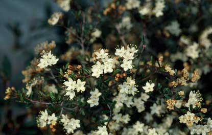 APII jpeg image of Phebalium lepidotum var. lepidotum  © contact APII