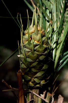 APII jpeg image of Macrozamia mountperriensis  © contact APII