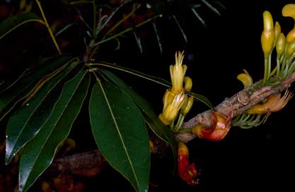 APII jpeg image of Castanospermum australe  © contact APII