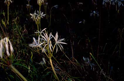 APII jpeg image of Crinum angustifolium  © contact APII