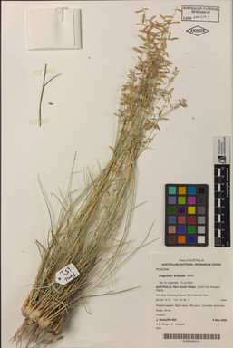 APII jpeg image of Eragrostis eriopoda  © contact APII