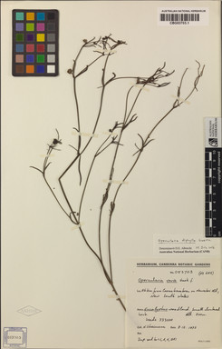 APII jpeg image of Opercularia diphylla  © contact APII