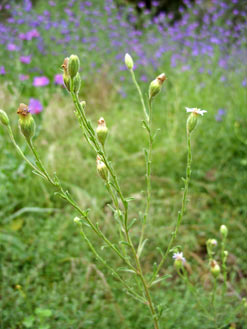 APII jpeg image of Vittadinia cuneata  © contact APII