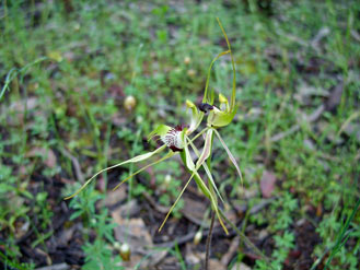 APII jpeg image of Caladenia tentaculata  © contact APII