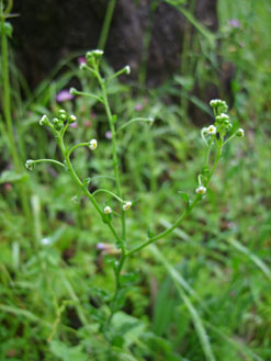 APII jpeg image of Cynoglossum suaveolens  © contact APII