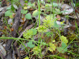 APII jpeg image of Hydrocotyle laxiflora  © contact APII