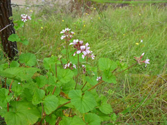 APII jpeg image of Pelargonium australe  © contact APII