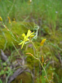 APII jpeg image of Bulbine bulbosa  © contact APII