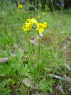 APII jpeg image of Goodenia pinnatifida  © contact APII