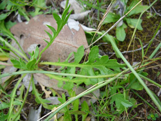 APII jpeg image of Goodenia pinnatifida  © contact APII