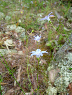 APII jpeg image of Wahlenbergia stricta  © contact APII