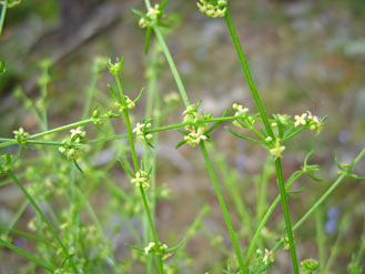 APII jpeg image of Galium gaudichaudii subsp. gaudichaudii  © contact APII