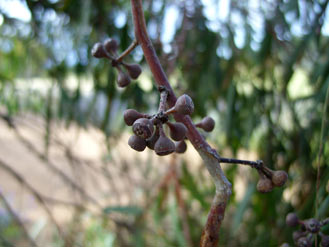 APII jpeg image of Eucalyptus rossii  © contact APII