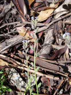 APII jpeg image of Myosotis discolor  © contact APII