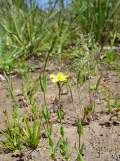 APII jpeg image of Hypericum gramineum  © contact APII