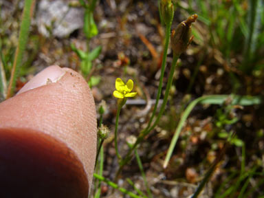 APII jpeg image of Cicendia filiformis  © contact APII