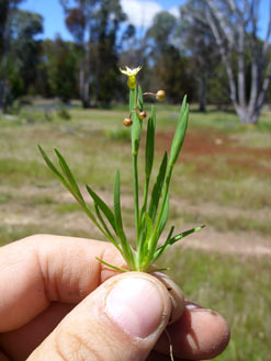 APII jpeg image of Sisyrinchium rosulatum  © contact APII