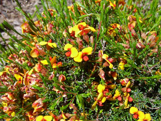 APII jpeg image of Dillwynia sericea  © contact APII