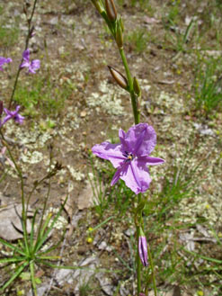 APII jpeg image of Arthropodium sp. Albury (A.D.J.Piesse 9)  © contact APII