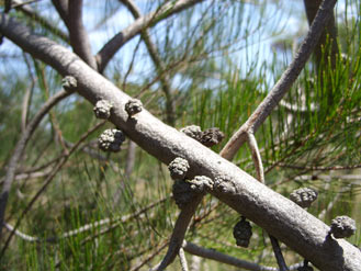 APII jpeg image of Allocasuarina diminuta  © contact APII