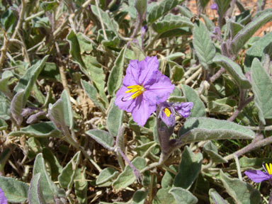 APII jpeg image of Solanum ellipticum  © contact APII