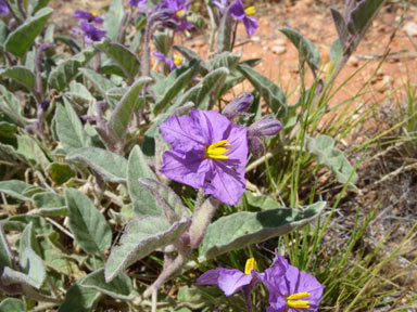 APII jpeg image of Solanum ellipticum  © contact APII