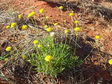 APII jpeg image of Leucochrysum stipitatum  © contact APII