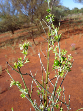 APII jpeg image of Spartothamnella teucriiflora  © contact APII