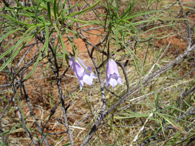 APII jpeg image of Eremophila gilesii  © contact APII