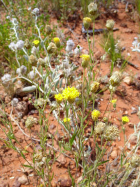 APII jpeg image of Schoenia ayersii  © contact APII