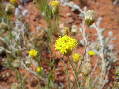 APII jpeg image of Schoenia ayersii  © contact APII