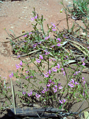 APII jpeg image of Stylidium inaequipetalum  © contact APII