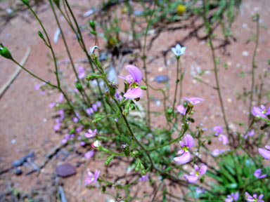 APII jpeg image of Stylidium inaequipetalum  © contact APII