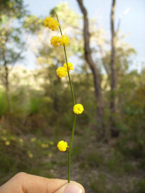 APII jpeg image of Acacia applanata  © contact APII