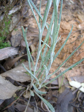 APII jpeg image of Senecio quadridentatus  © contact APII