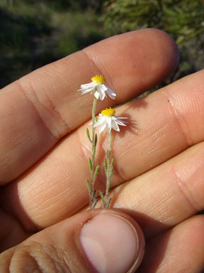 APII jpeg image of Hyalosperma cotula  © contact APII