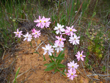 APII jpeg image of Schoenia cassiniana  © contact APII