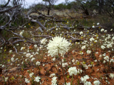 APII jpeg image of Cephalipterum drummondii  © contact APII