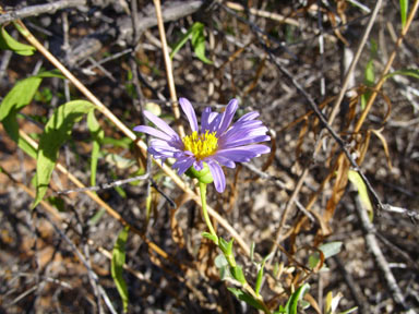 APII jpeg image of Pembertonia latisquamea  © contact APII