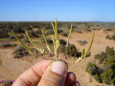 APII jpeg image of Gnephosis trifida  © contact APII