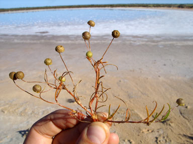 APII jpeg image of Cotula cotuloides  © contact APII