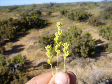 APII jpeg image of Fitzwillia axilliflora  © contact APII