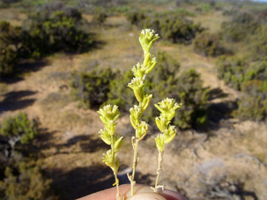 APII jpeg image of Fitzwillia axilliflora  © contact APII