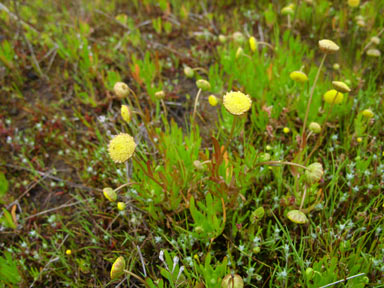 APII jpeg image of Cotula coronopifolia  © contact APII